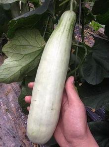 吃网红瓜的平台,各大平台瓜田里的新鲜事 第2张 吃网红瓜的平台,各大平台瓜田里的新鲜事 第2张