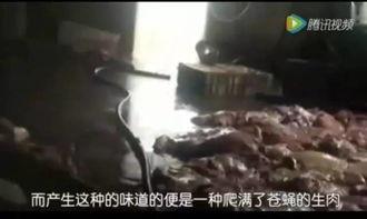 偷拍神兽吃瓜视频大全免费观看 第3张 偷拍神兽吃瓜视频大全免费观看 第3张